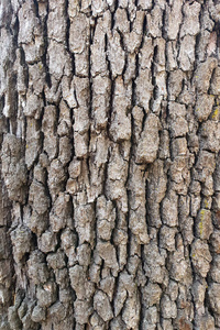 粮食 材料 自然 森林 纹理 树干 特写镜头 木材 植物