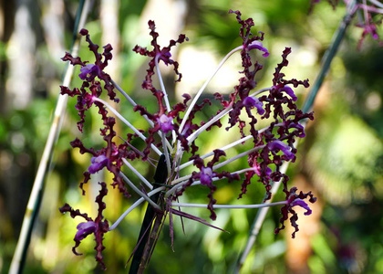 自然 花瓣 颜色 花的 植物 美丽的 花园 美女 紫色 开花