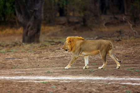 美丽的 国王 公园 非洲 颜色 面对 特写镜头 姆普马兰加