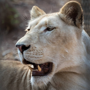 面对 自然 动物 捕食者 野生动物 狮子 荒野 头发 游猎