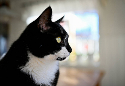 黑白相间的家猫坐在里面向外张望