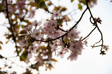 春天 植物区系 樱桃 自然 美丽的 粉红色 分支 开花 花瓣