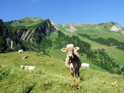 村庄 阿尔卑斯山 放牧 动物 领域 小山 农事 山谷 农场