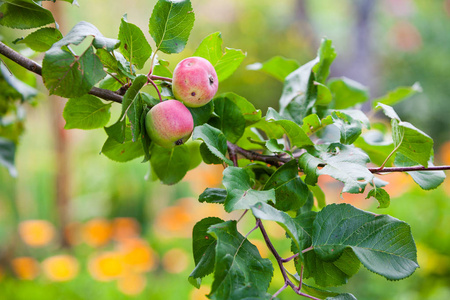 自然 苹果 美味的 落下 植物 食物 花园 颜色 农业 水果