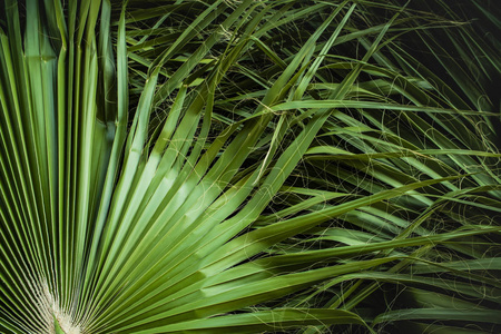 丛林 植物 花园 植物区系 热带 天堂 纹理 棕榈 夏威夷