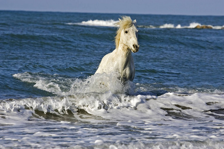 欧洲 动物 波动 海滩 照片 食草动物 法国 海岸 马科