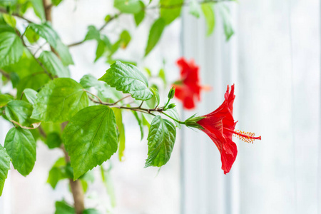 春天 开花 花瓣 自然 花的 树叶 玫瑰 夏天 瓷器 灌木