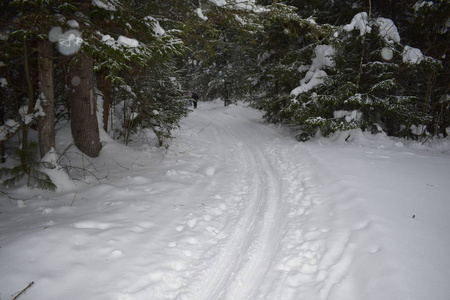 季节 木材 美丽的 冬天 森林 自然 冷杉 天空 场景 滑雪