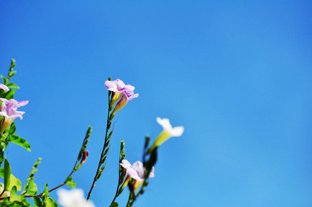 分支 植物 盛开 美丽的 开花 天空 花园 夏天 蓝天 特写镜头