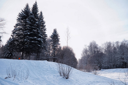 芬兰 寒冷的 降雪 斯堪的纳维亚 冷杉 阳光 雾凇 白霜