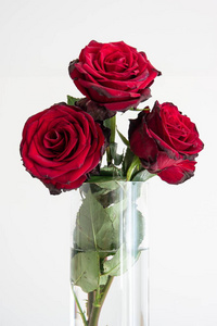 美女 自然 礼物 美丽的 植物 婚礼 情人 玫瑰 惊喜 生日