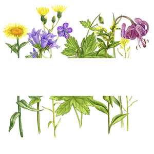 背景为野生植物和花卉图片