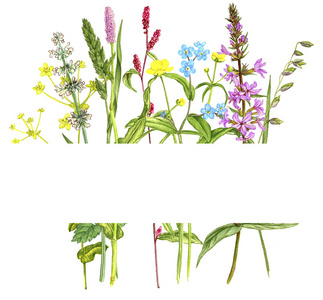 背景为野生植物和花卉图片