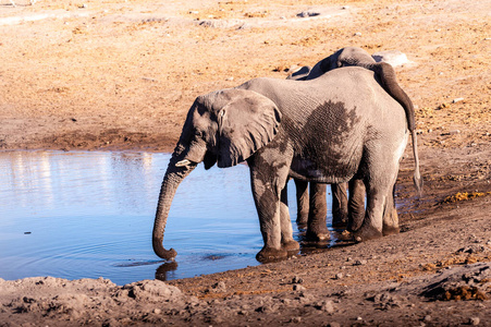 两只公象在水坑里喝水。