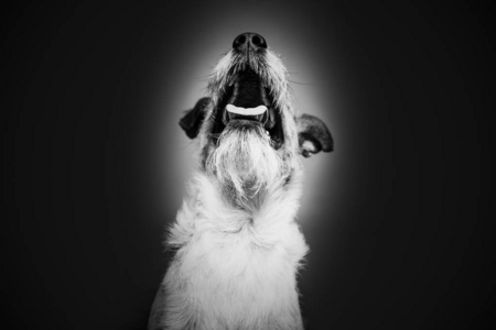 可爱极了 美丽的 可爱的 肖像 哺乳动物 纯种 犬科动物