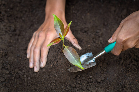 地球 春天 成长 责任 减少 照顾 世界 环境 新的 种子