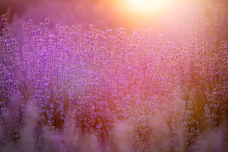乡村 欧洲 日落 夏天 领域 美女 香水 日出 紫色 风景