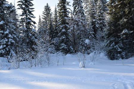 雪花 全景图 旅行 降雪 十二月 暴风雪 冷杉 冷冰冰的