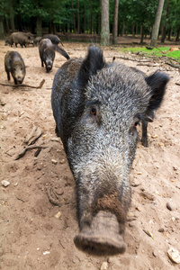危险的 特写镜头 野猪 肖像 阴囊 野生动物 危险 荷兰