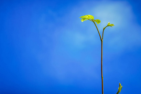 发芽 生态学 幼苗 自然 生活 新的 植物 森林 春天 天空