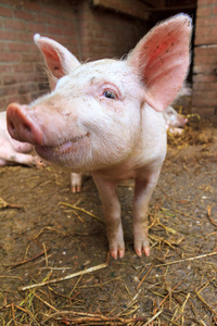 环境 可爱的 野猪 猪肉 野生动物 长跑 自然 粉红色 肖像