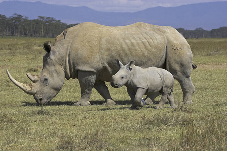 轮廓 肯尼亚 哺乳动物 喇叭 照片 野生动物 非洲 金钱草