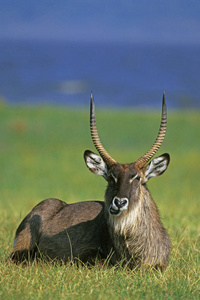 动物 牛科 照片 羚羊 非洲 哺乳动物 成人 肯尼亚 野生动物