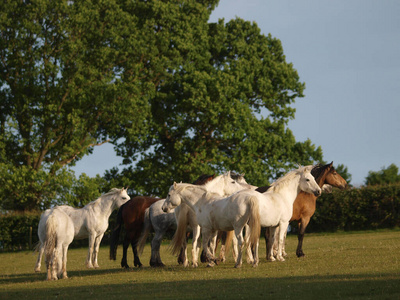 马术 美女 围场 领域 自由的 草地 跑步 兽群 自由 小马