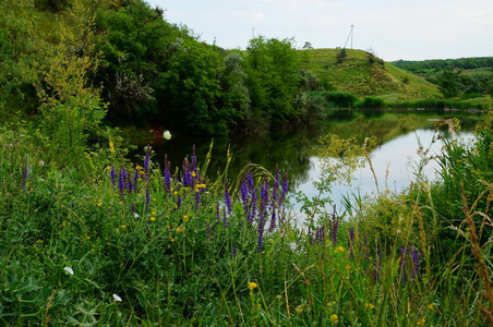 全景图 生态学 公园 夏天 领域 池塘 反射 植物 自然