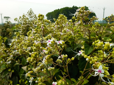 成长 农用地 农场 地平线 草地 黛西 领域 太阳 植物