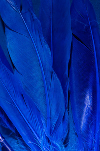 蓝色背景上的蓝色霓虹鸟羽毛。抽象时尚的纹理背景。复制空间水平框架。