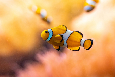颜色 自然 野生动物 海洋 暗礁 太平洋 生活 印度尼西亚