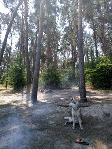 犬科动物 等待 毛茸茸的 夏天 神秘的 繁殖 动物 宠物