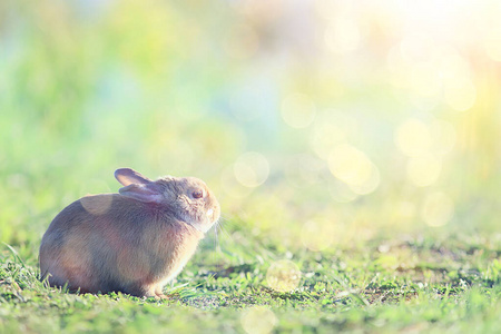 草地 耳朵 复活节 兔子 野兔 美丽的 新的 动物 宝贝