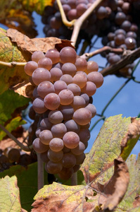 藤蔓 葡萄 葡萄园 秋天 植物区系 酒庄 落下 农业 葡萄酒