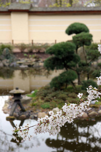 夏天 杏仁 天空 特写镜头 樱桃 盛开 粉红色 公园 花的