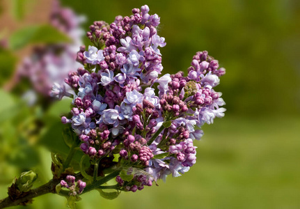 墙纸 紫色 花瓣 软的 特写镜头 植物学 花的 夏天 盛开