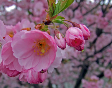 植物区系 季节 公园 花瓣 分支 春天 天空 粉红色 杏仁