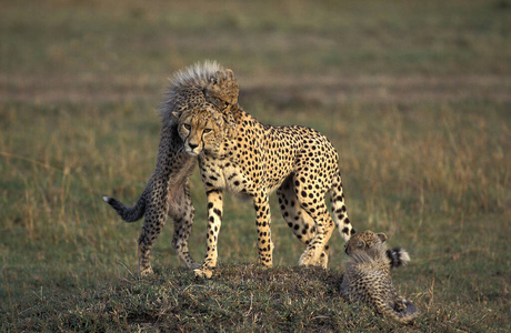 照片 成人 肯尼亚 猎豹 哺乳动物 动物 猫科动物 野生动物