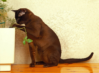 照片 宠物 成人 在室内 缅甸猫 猫科动物 动物 植物