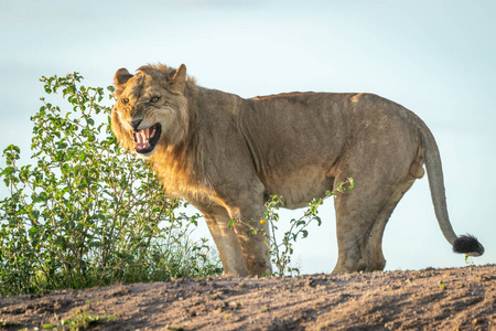 狮子 猫科动物 自然 站立 日光 草地 大草原 坦桑尼亚
