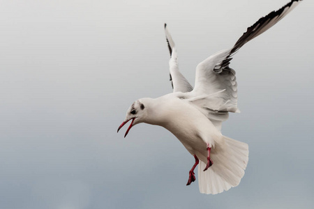 动物 水禽 羽毛 海鸥 野生动物 生物 航班 天空 自然