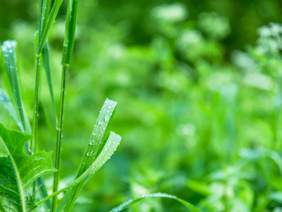 美女 纯洁 墙纸 纹理 植物区系 颜色 液体 露水 花园