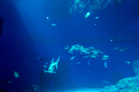 海洋 热带 自然 场景 阳光 环境 生态系统 深的 鱼群