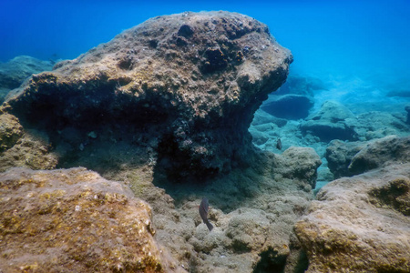 深的 环境 潜水 通气管 浮潜 美丽的 风景 水下 海底