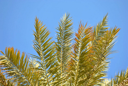 自然 植物 地平线 季节 国家 天空 亚洲 夏天 种植园