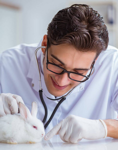 兽医在宠物医院检查兔子图片