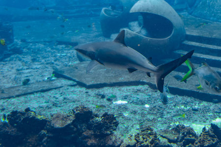 动物 瓷器 水族馆 提示 伟大的 海底 珊瑚 水下 潜水