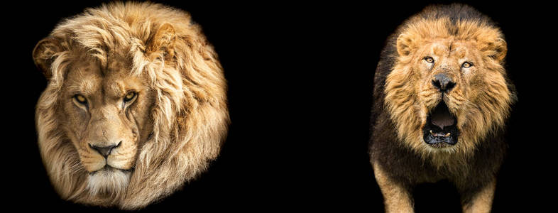 动物 毛皮 动物园 插图 权力 狮子座 眼睛 狮子 面对