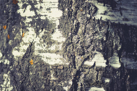 森林 植物 纹理 桦木 木材 树皮 苔藓 古老的 自然 树干